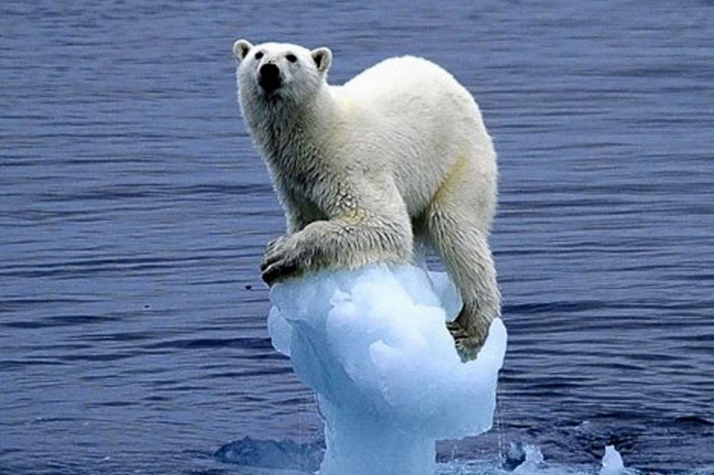 polar-bear-by-carla-lombardo-ehrlich-882919